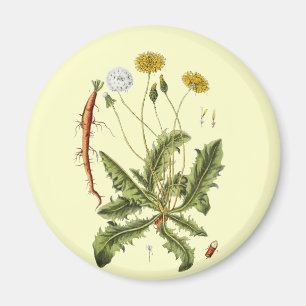 Imã Ilustração Vintage Dandelion
