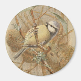 Imã Ilustração Vintage de Bluetit