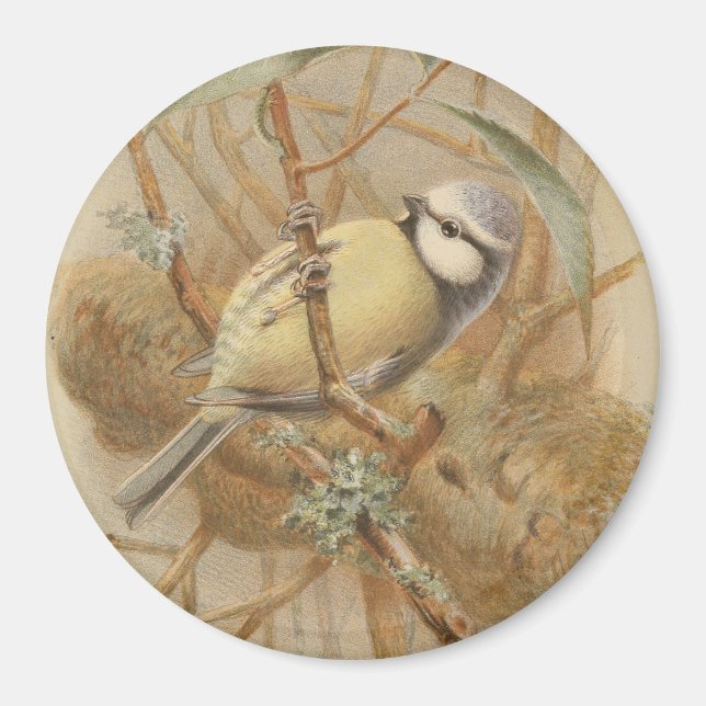 Imã Ilustração Vintage de Bluetit (Frente)