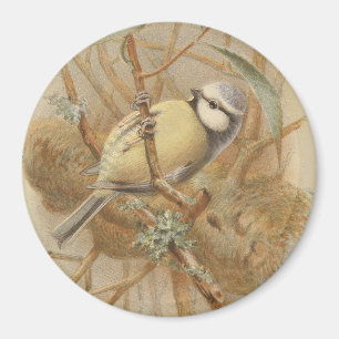 Imã Ilustração Vintage de Bluetit