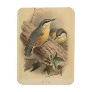 Ímã Ilustração Vintage de Nuthatch