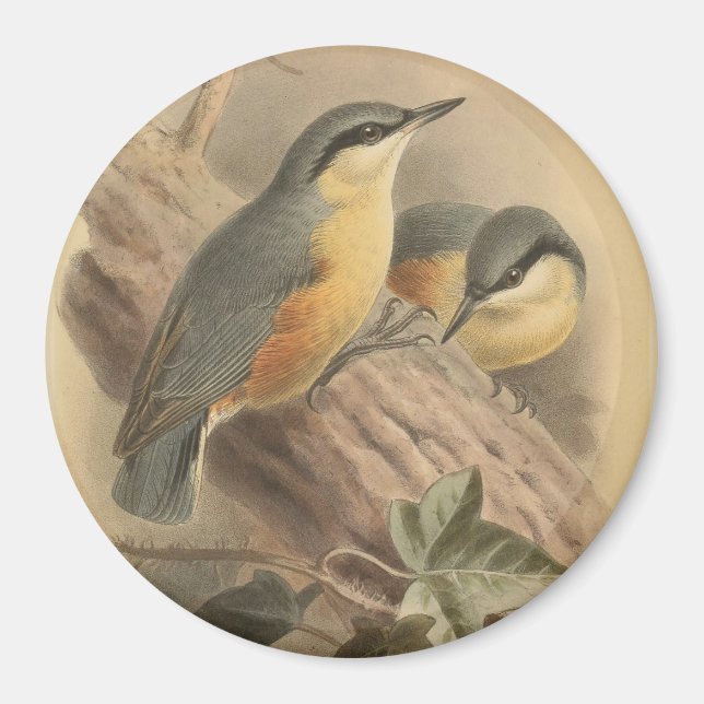 Imã Ilustração Vintage de Nuthatch (Frente)