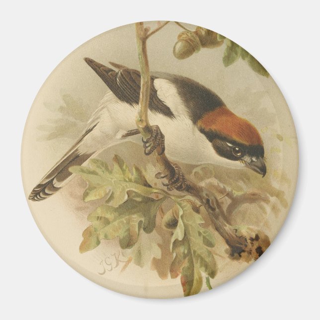 Imã Ilustração Vintage de Picanço-barreteiro (Frente)