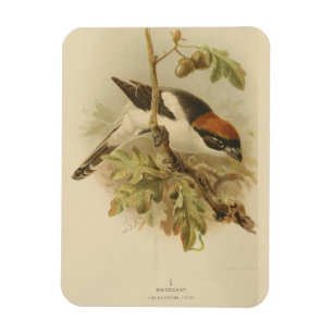 Ímã Ilustração Vintage de Woodchat Shrike