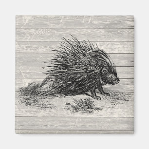Imã Ilustração Vintage Porcupine