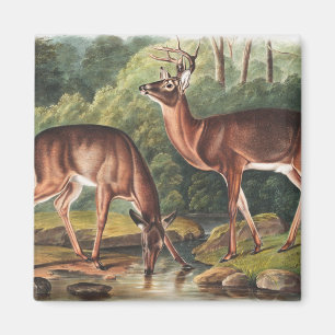 Imã Ilustração Virginiana Deer (Cervus Virginianus)