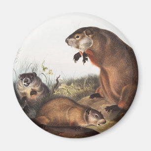 Imã Ilustração Woodchuck (Arctomys monax)