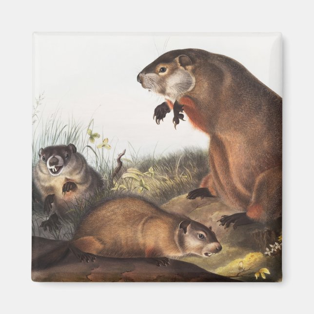 Imã Ilustração Woodchuck (Arctomys monax) (Frente)