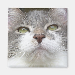 Imã Ímã 003 de Rema