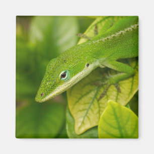 Imã Ímã 01 do lagarto