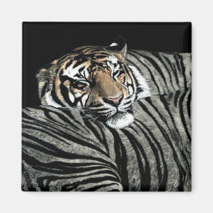 Imã Ímã #1 do tigre - de "padrões sono "