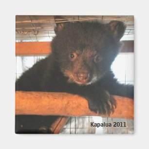 Imã Ímã 2011 de Kapalua