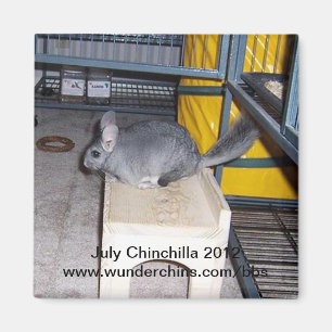 Imã Ímã 2012 da chinchila de julho