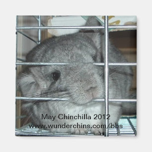 Imã Ímã 2012 da chinchila de maio