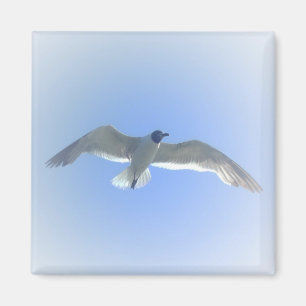Imã Ímã 2 da gaivota em vôo