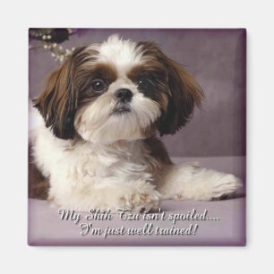Imã Ímã 2 de Shih-Tzu