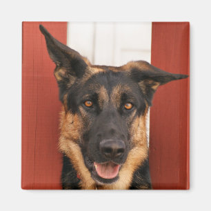 Imã Ímã 2 do german shepherd