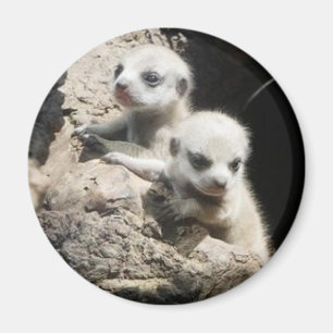 Imã ímã 3 do meerkat