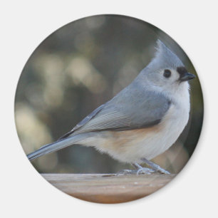 Imã Ímã adornado da foto do titmouse