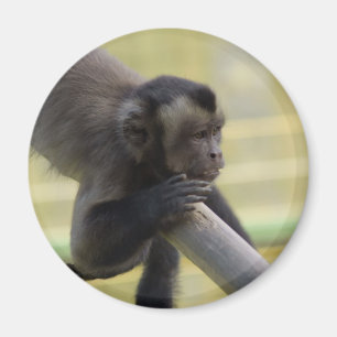 Imã Ímã adornado do macaco do Capuchin