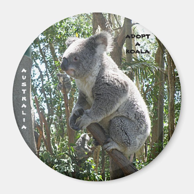 Imã Ímã Adote um Coala Austrália ZIZZAGO (Frente)