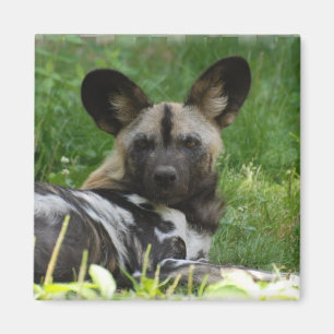 Imã Ímã africano da foto do cão selvagem