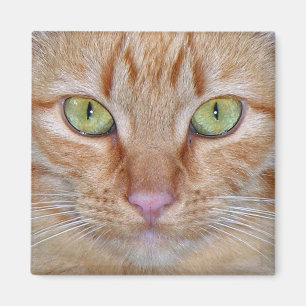 Imã Ímã alaranjado do gato