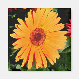 Imã ímã alaranjado do gerbera