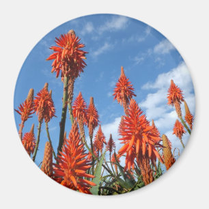 Imã ímã Aloe Arborescens