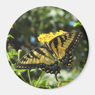 Imã Ímã amarelo da borboleta do AA Swallowtail
