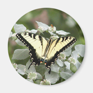 Imã Ímã amarelo da borboleta do swallowtail