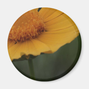 Imã ímã amarelo da flor