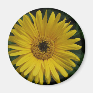 Imã Ímã amarelo da margarida