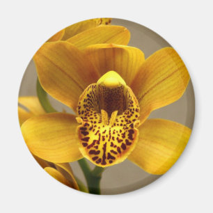 Imã Ímã amarelo da orquídea