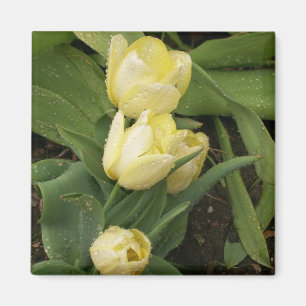 Imã Ímã amarelo das tulipas