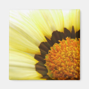 Imã Ímã amarelo do Gazania