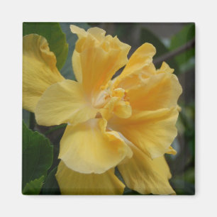 Imã Ímã amarelo do hibiscus