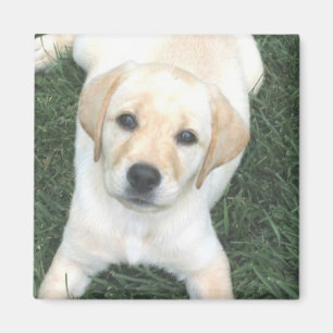 Imã Ímã amarelo do refrigerador de labrador retrieve