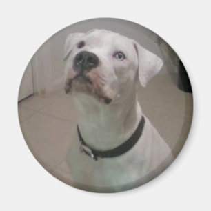 Imã Ímã americano do buldogue