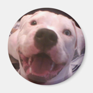 Imã Ímã americano do buldogue