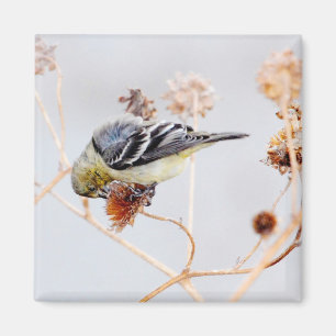 Imã Ímã americano do Goldfinch