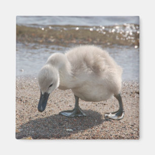 Imã Ímã animal da cisne do bebê