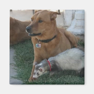 Imã Ímã animal dos amigos com doninha e o cão!