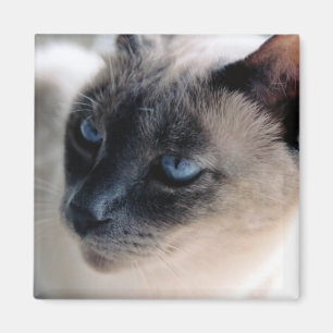Imã Ímã arisco do gato Siamese