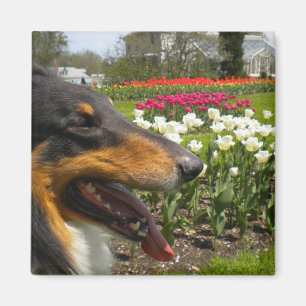Imã Ímã áspero das tulipas do Collie n da Tri Cor