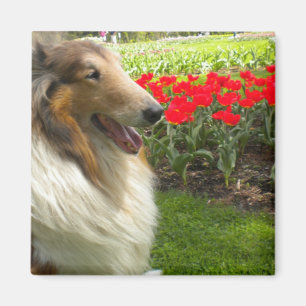 Imã Ímã áspero das tulipas do Collie n do Sable