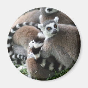Imã Ímã atado anel dos Lemurs