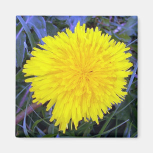 Imã Ímã aterrado da luz do sol