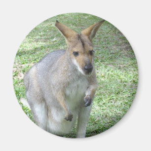 Imã Ímã australiano do Wallaby