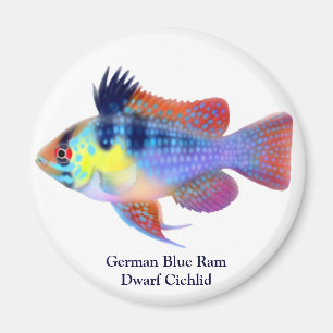 Imã Ímã azul alemão da cichlidae do anão da ram